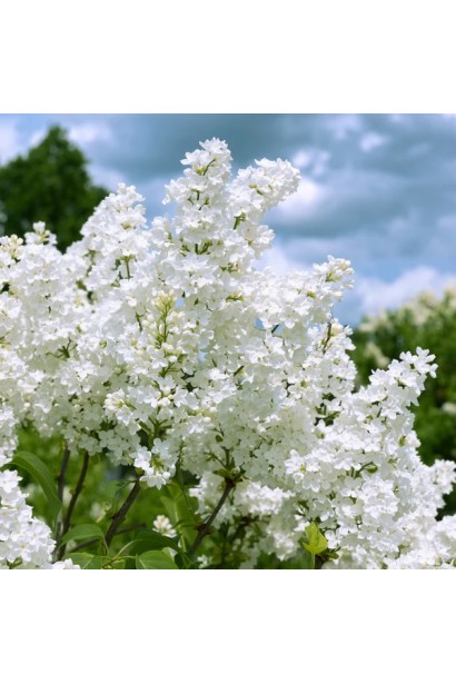 Бузок меєра Флауерфеста Вайт